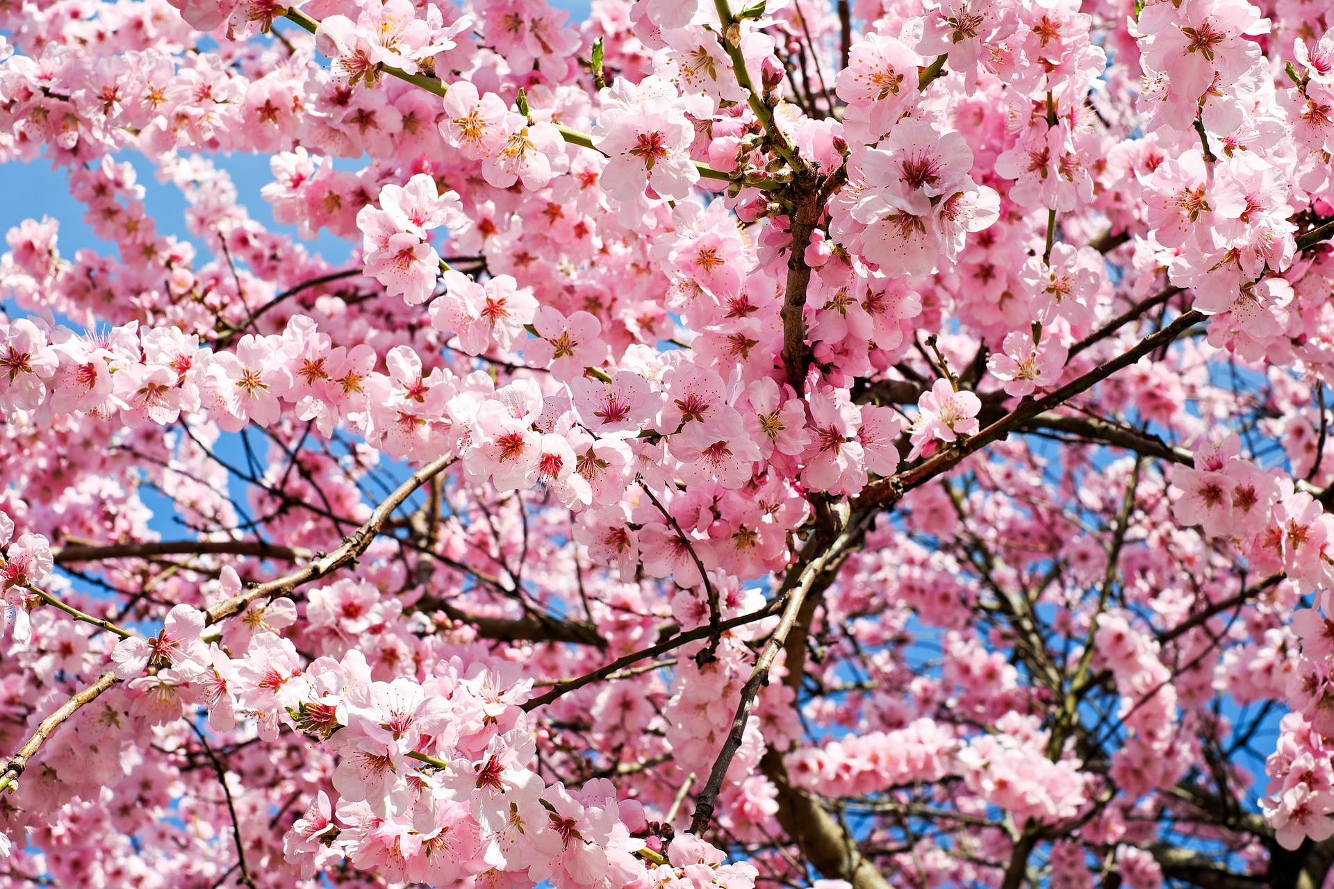 Blomstrende japansk kirsebærtræ Blomstrende japansk kirsebærtræ