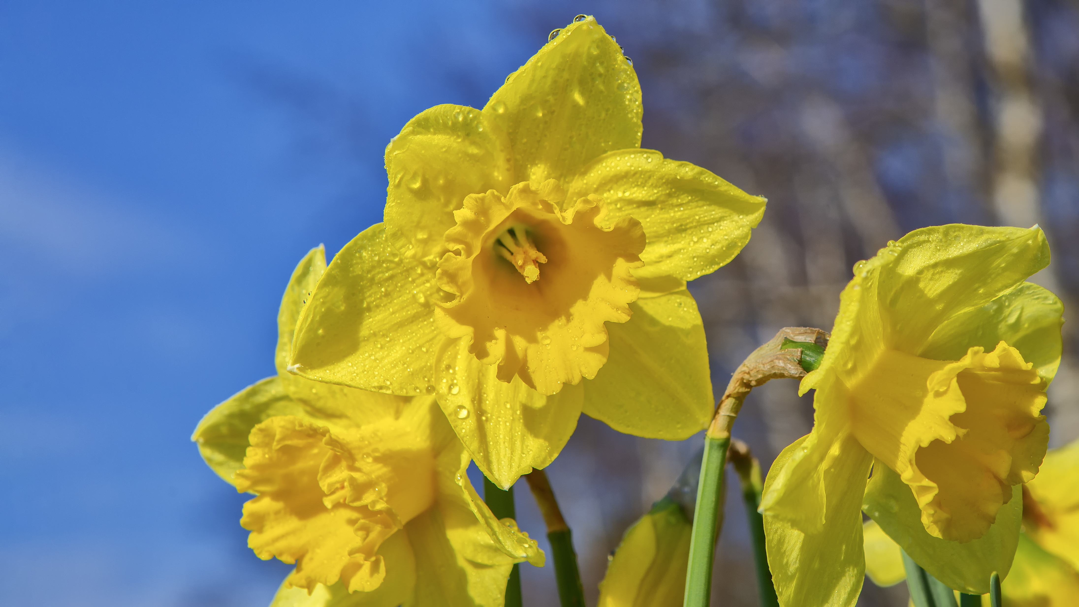 Påskeliljer og sol Påskeliljer og sol