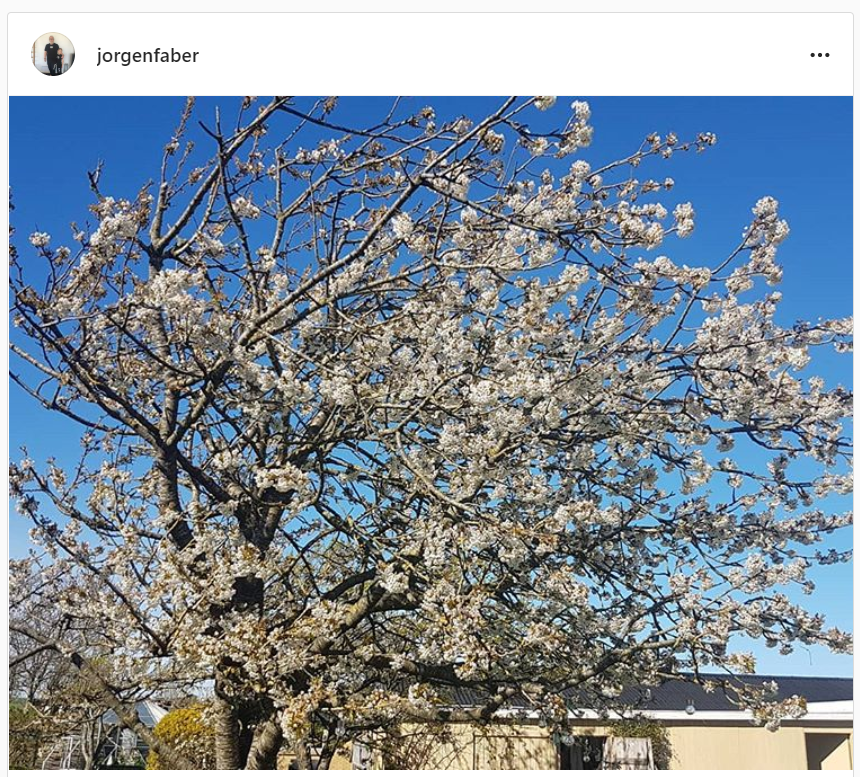 Billede af blomstrende kirsebærtræ Billede af blomstrende kirsebærtræ