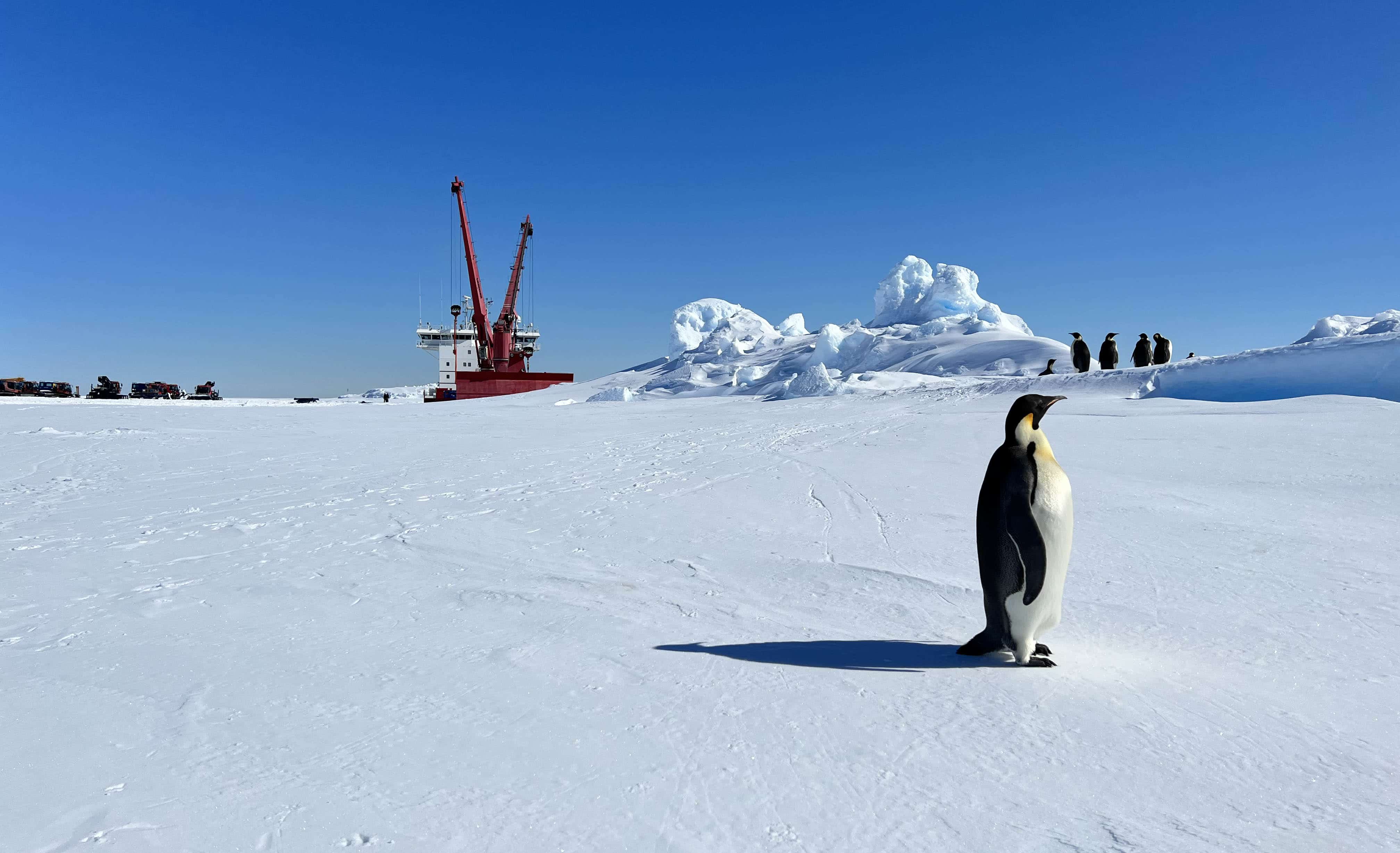 Kejserpingviner på isen