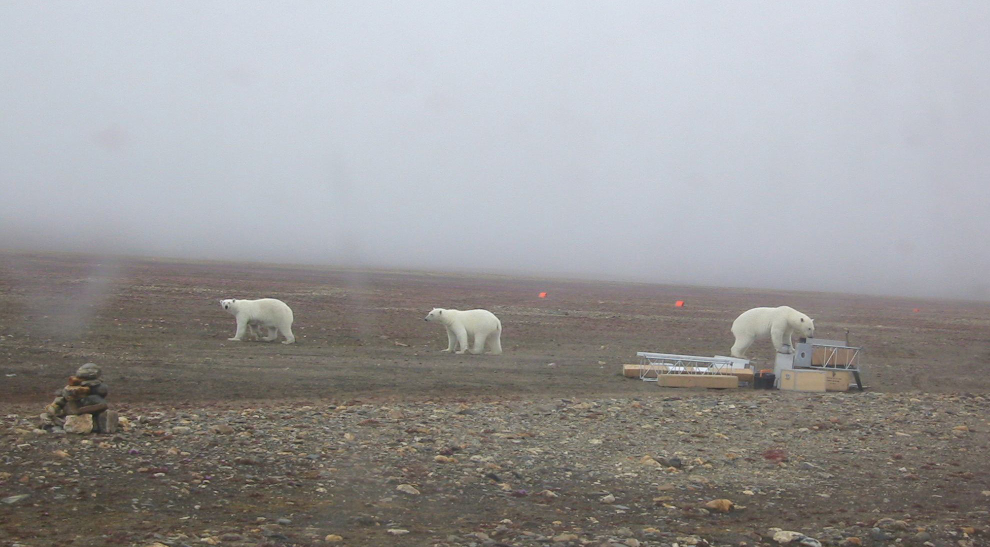 Isbjørne nær målestation