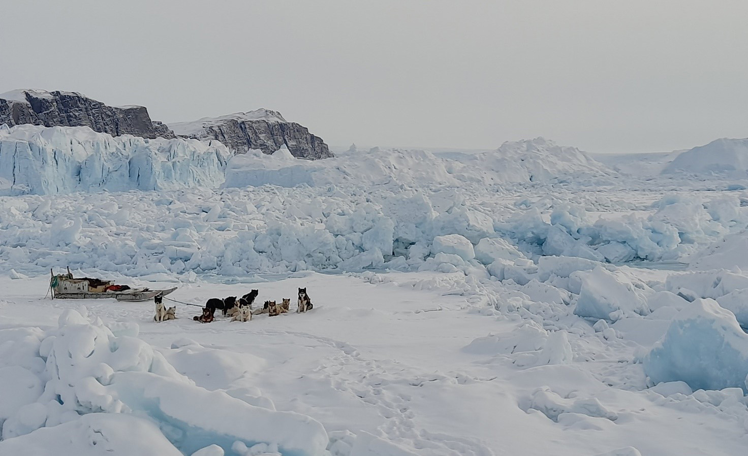 Hundekobbel på havisen