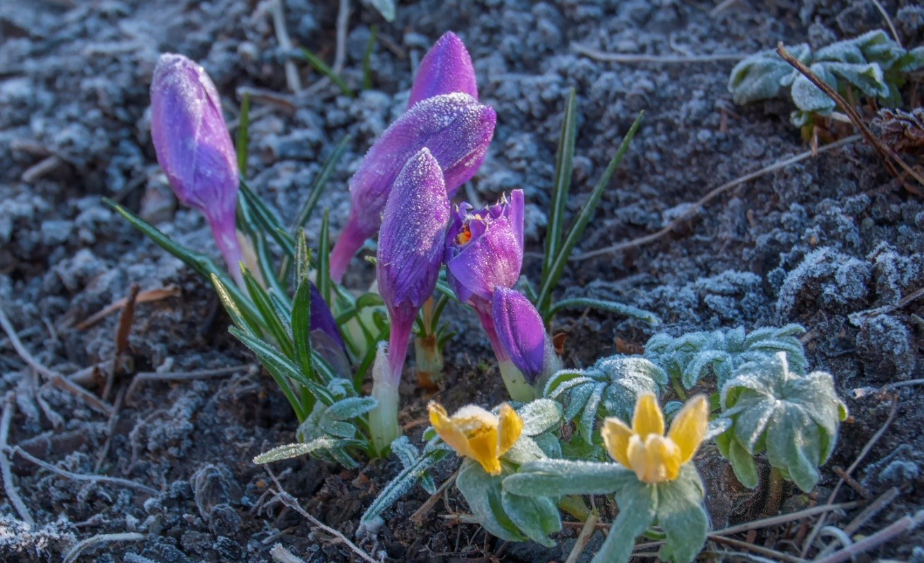 Morgenfrost. Foto: Inger Nielsen