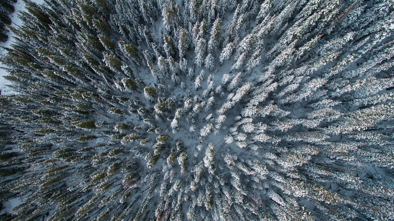 Arktisk skov Arktisk skov
