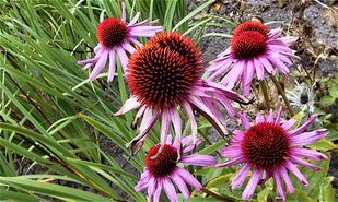 Blomster og græs Blomster og græs