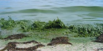 Tang og alger på stranden