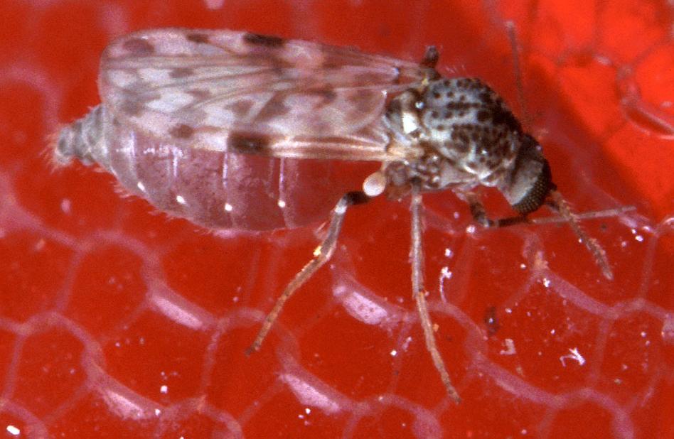 Culicoides-mitten Culicoides-mitten