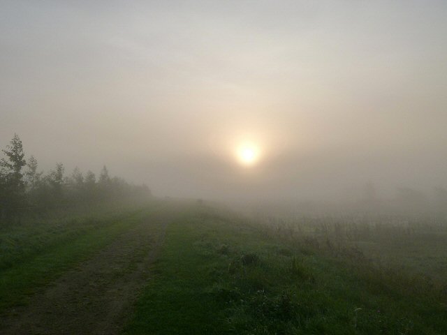 Sollys gennem tåge ved Dianalund