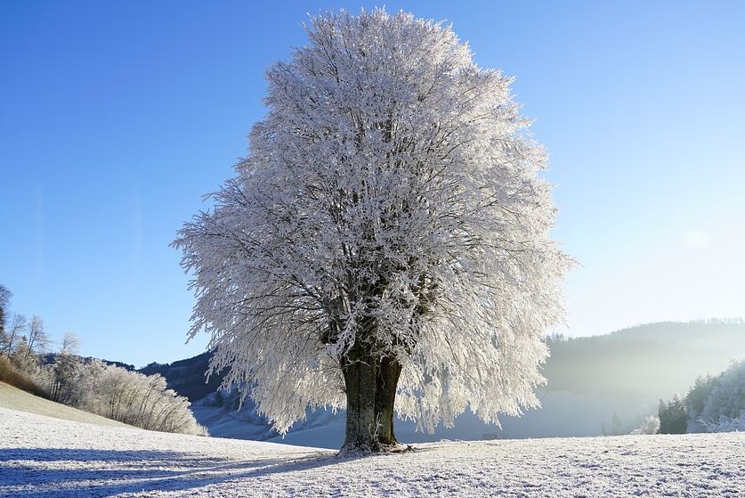 Træ med sne
