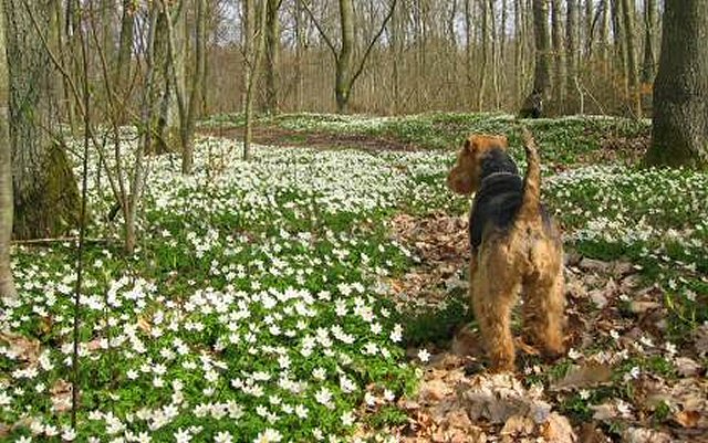 Hund blandt anemoner 