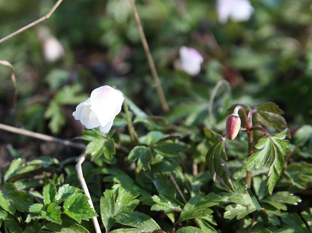 Blomster springer ud