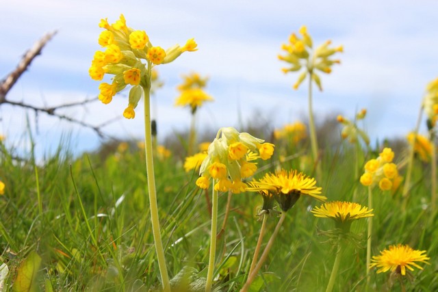 Blomster 