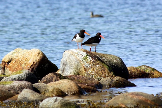 Strandskader