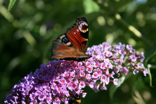 Sommerfugl på blomst