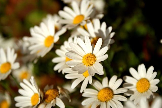 Margueritter 