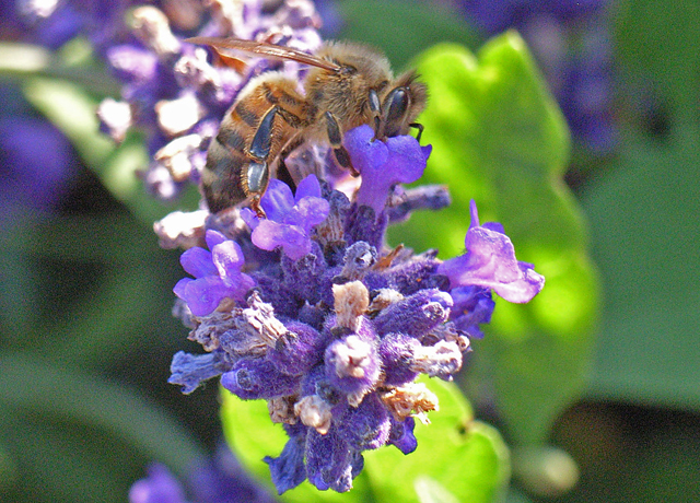 Lavendel