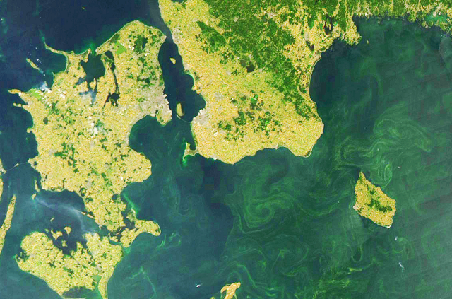 Satellitbillede af alger