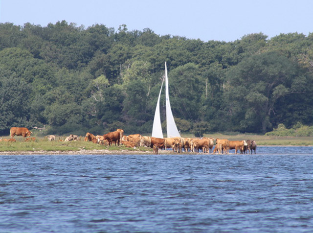 Køer i Roskilde fjord
