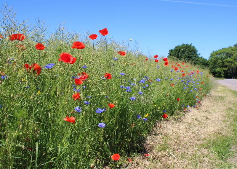 Kornblomster Kornblomster