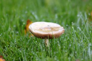 Regn på svamp Regn på svamp