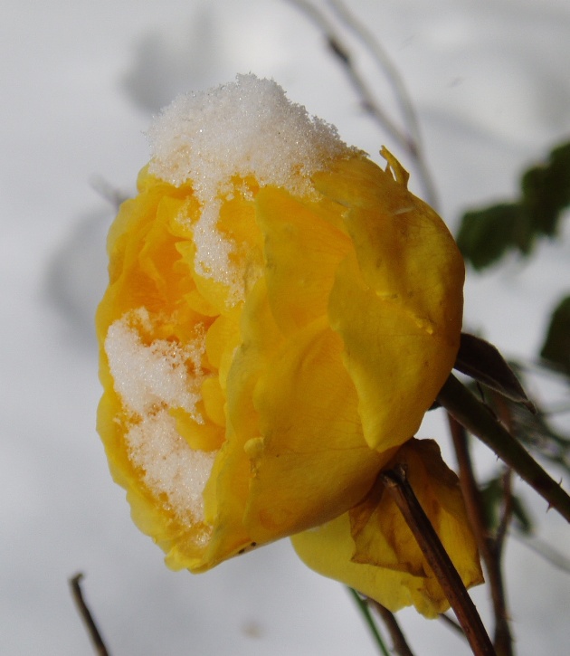 Gul rose i sne