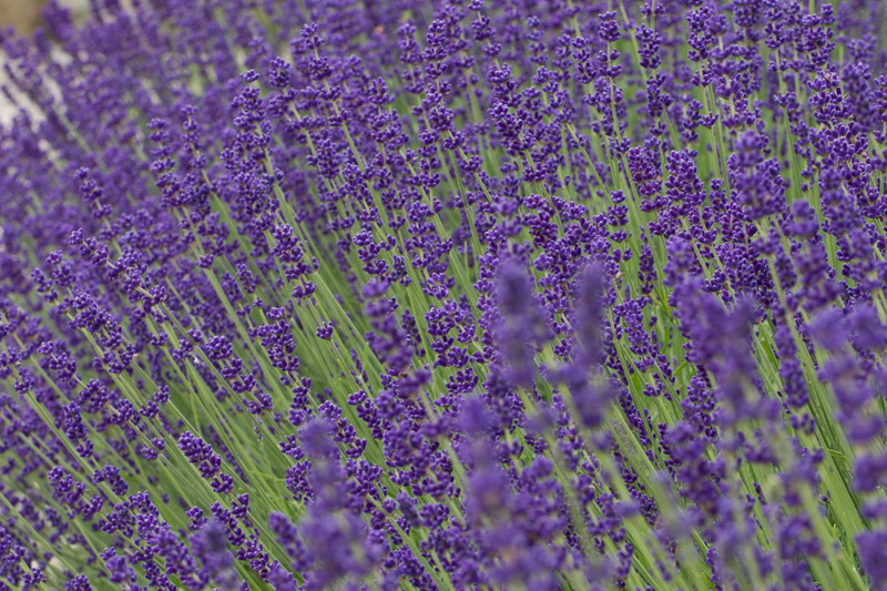 Lavendel.