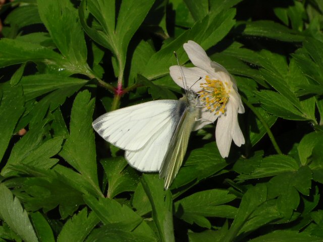 Sommerfugl i anemone