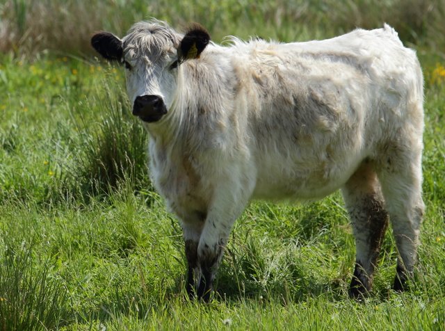 En ko hygger sig på en mark i Lille Vildmose.