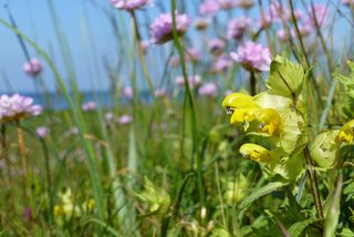 Blomster Blomster