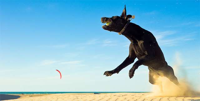 Hund på strand