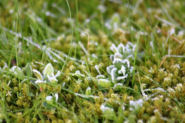 Billede af vegetation