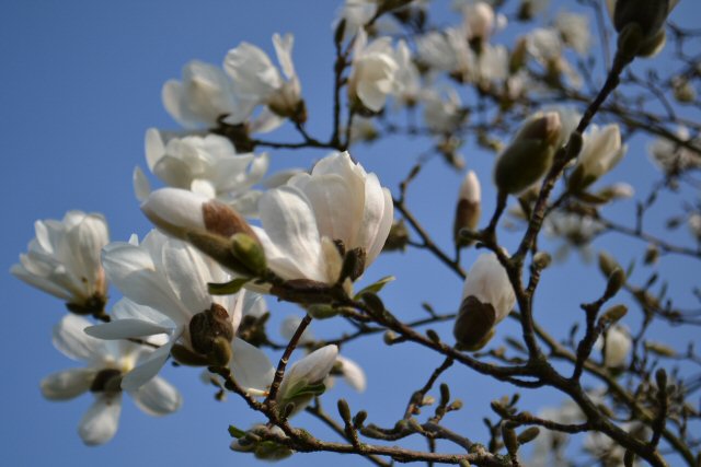 Magnoli blomster