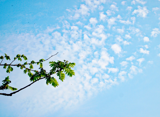 Altocumulus Floccus.