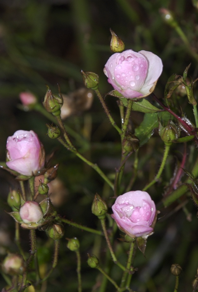 Pink rose