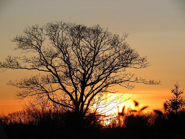 Træ i solnedgang Træ i solnedgang