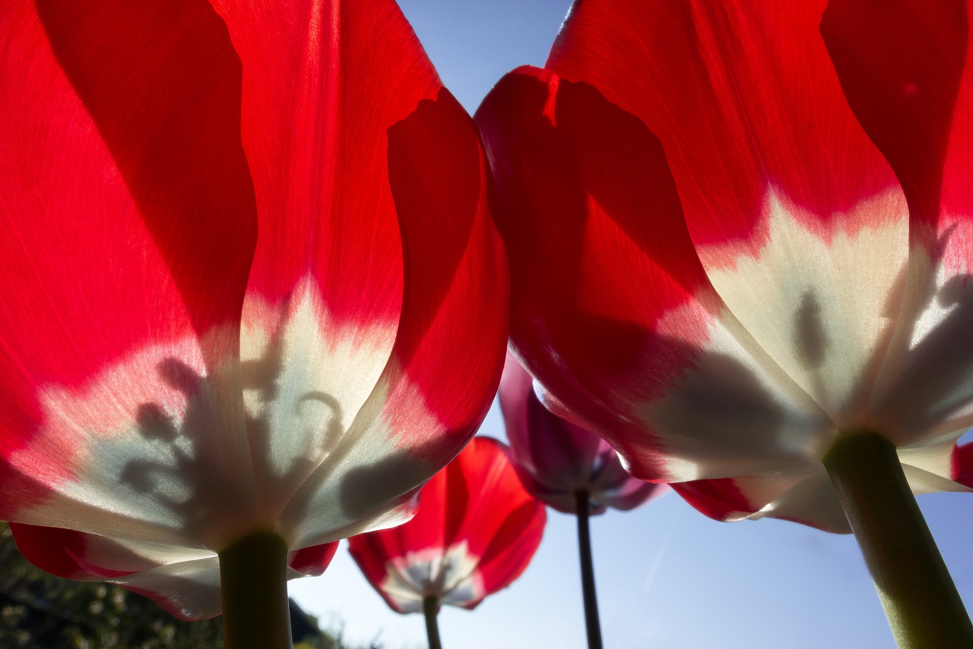 Røde tulipaner med blå himmel